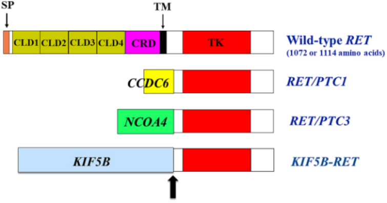 2022年終盤點 | NSCLC靶向治療之RET篇