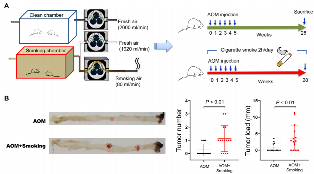 Gut：不要吸煙！香港中文大學于君團隊發現香煙煙霧可以促進結直腸癌