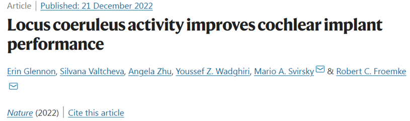 Nature：刺激大腦中的藍斑核有望改善人工耳蝸使用者恢復聽力的效率