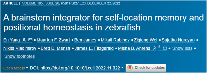 Cell：在斑馬魚身上發現了一個能夠自我定位的大腦回路