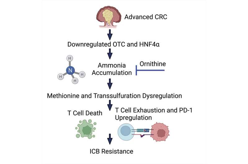 《Cell Metabolism》腫瘤氨水平抑制T細胞生長，影響免疫治療