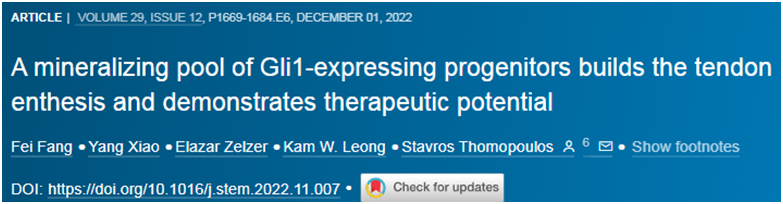 Cell Stem Cell：移植Gli1+祖細胞有望促進撕裂的肩袖肌腱修復