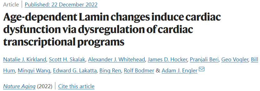 Nat Aging：增加核纖層蛋白C的水平有望延緩心臟衰老