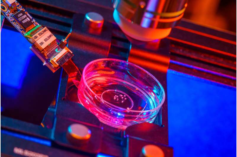 首次將人腦類器官植入小鼠皮層，它們對視覺刺激做出了反應……