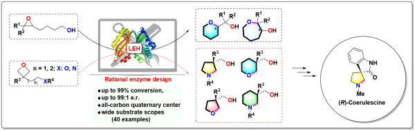 環氧水解酶計算設計合成手性雜環化合物方面取得進展