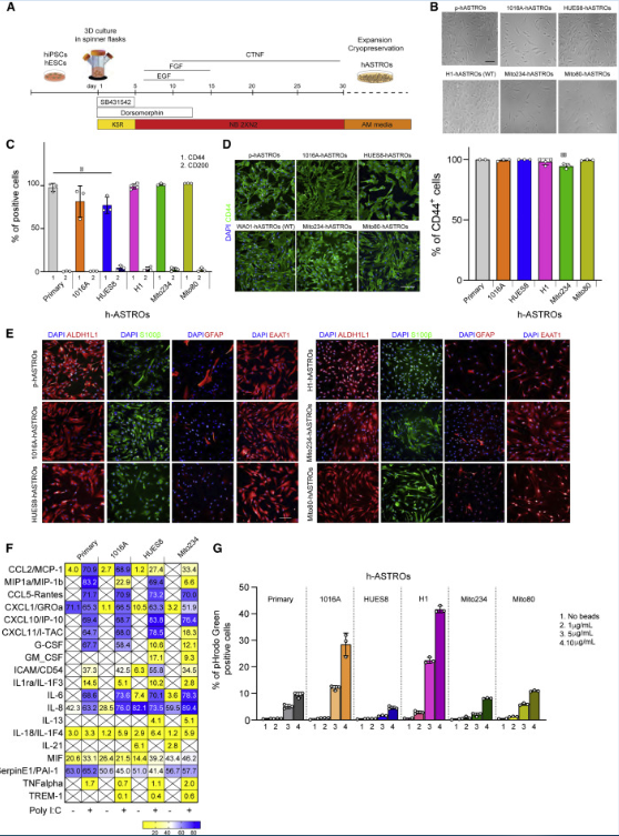 Stem Cell Rep：科學家利用干細胞制造出大量分泌特殊免疫蛋白的人類星形膠質細胞 或有望幫助治療人類精神分裂癥