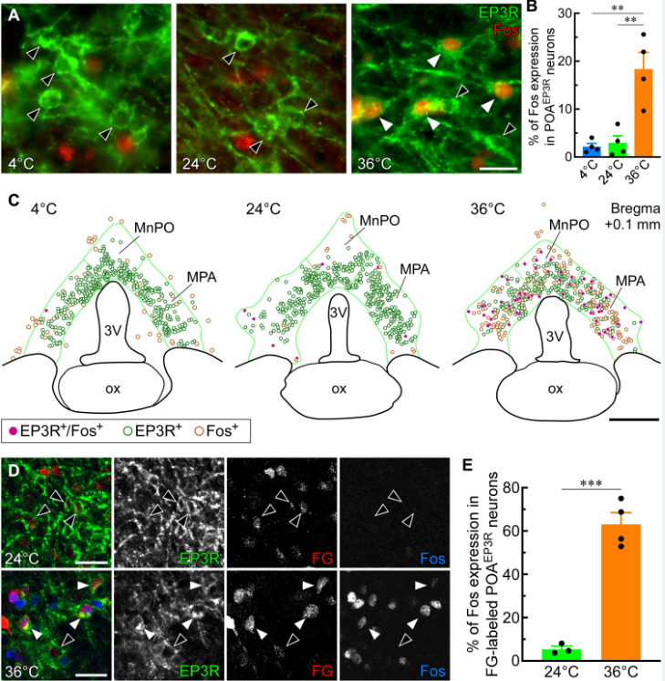 Sci Adv：重磅！科學家識別出維持哺乳動物機體正常體溫的關鍵神經元
