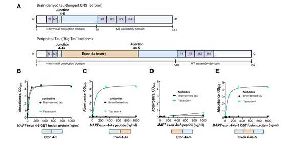 Brain：新型生物標志物或能幫助檢測血液中的阿爾茲海默病神經退行性病變