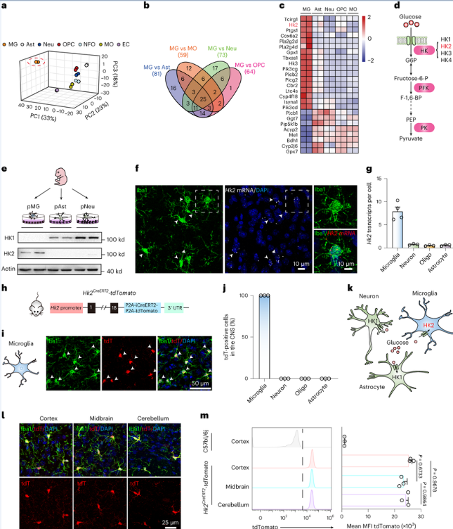 Nat Metabol：科學(xué)家揭示己糖激酶2在調(diào)節(jié)大腦小膠質(zhì)細胞活性上所扮演的關(guān)鍵角色