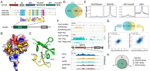 PNAS:研究揭示植物SUVH6酶催化位點特異H3K9甲基化的分子基礎