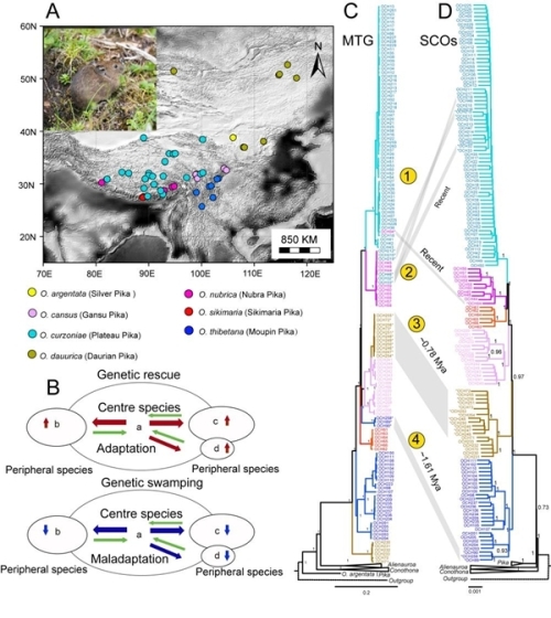 研究揭示對環境高度敏感的鼠兔類群在不同時間尺度雜交事件的基因組學效應和進化響應