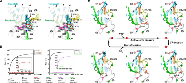 研究人員揭示病毒RdRP核苷酸添加循環新機制