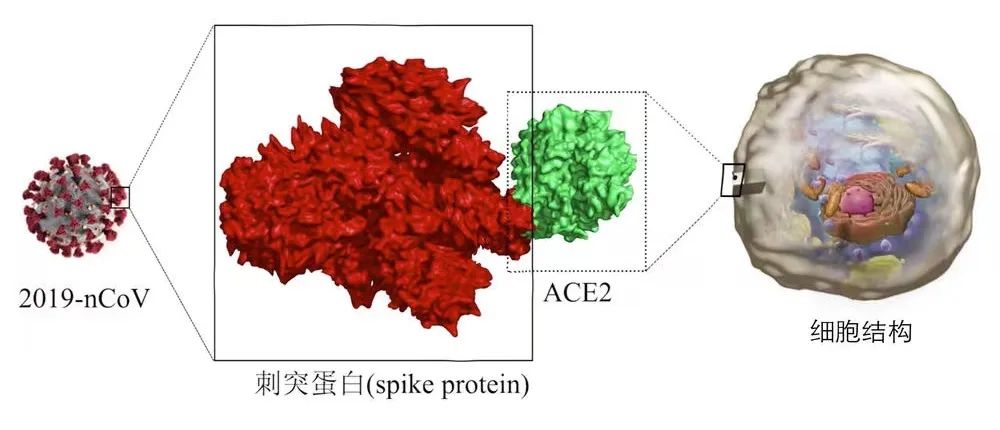 陽了后會導致心肌炎嗎？怎么做才能避免？