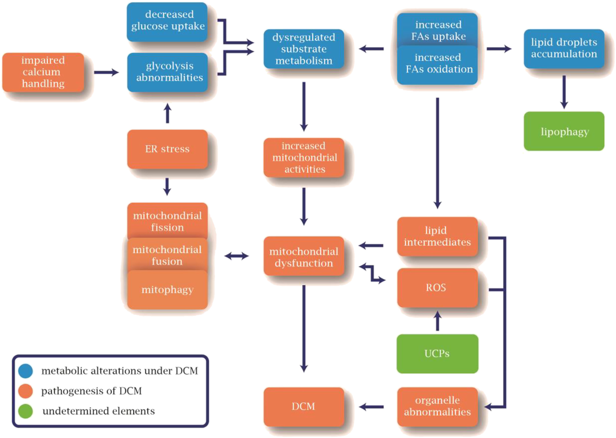 糖尿病性心肌病：聚焦治療靶點和藥物