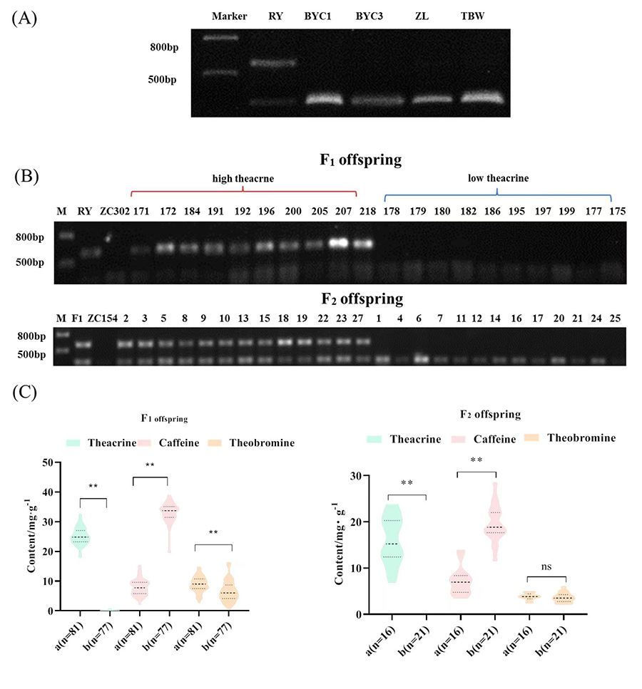 茶樹嘌呤生物堿合成相關優異基因的發掘與利用研究取得新進展