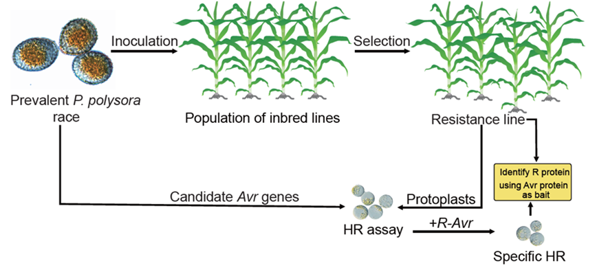 Trends in Plant Science:提出高通量篩選多堆柄銹菌無毒基因和玉米抗南方銹病基因的研究策略