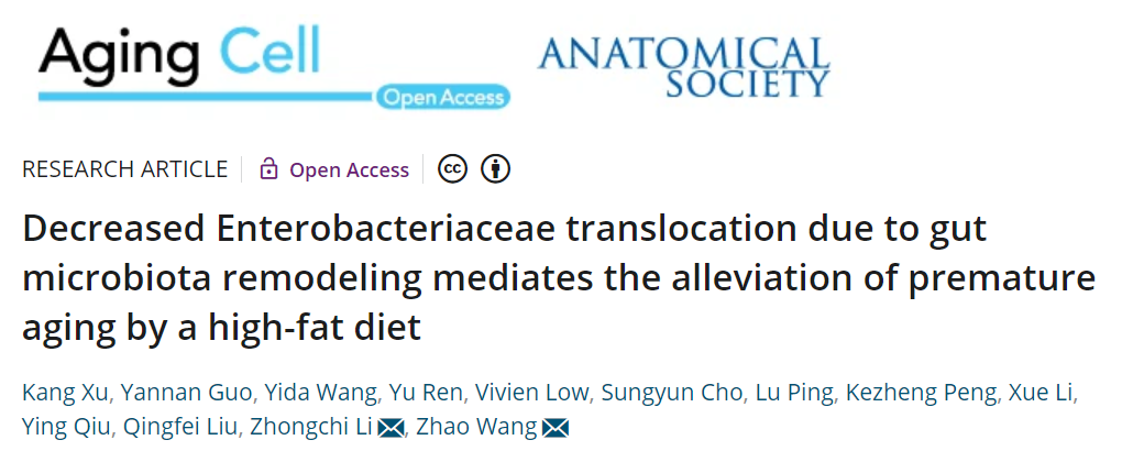 清華大學王釗團隊揭示，高脂飲食通過改善腸道菌群挽救SIRT6敲除小鼠的早衰相關表型