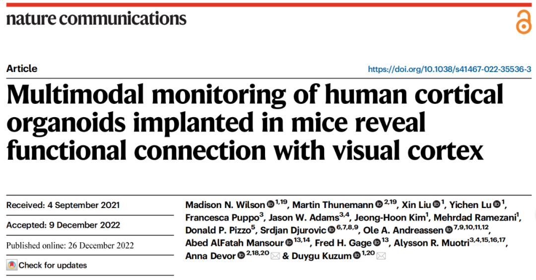 首次證實，人腦類器官植入小鼠大腦后可建立功能連接，并對外部刺激做出反應