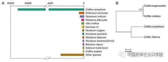咖啡抗銹機制研究方面取得新進展